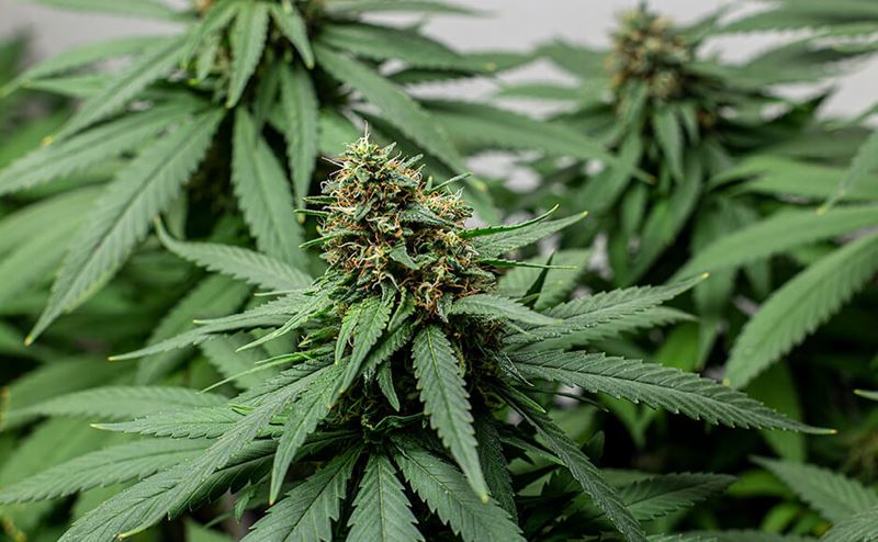 Cannabis, come coltivarla in modo biologico